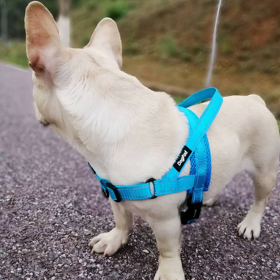 Harnais réglable avec laisse pour chien - ABC chiens