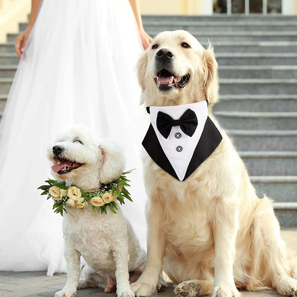 Collier avec un costume de mariage pour chien Accessoire chien Collier chien couleur: Bleu|Gris|Noir|Rouge