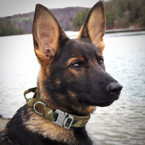 Collier tactique militaire pour chien Accessoire chien Collier chien couleur: Beige|Kaki|Noir|Vert