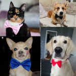 Cravate nœud papillon pour chien Accessoire chien Collier chien couleur: Blanc|Bleu|Bleu ciel|Bleu marine|Noir|Orange|Rose|Rose vif|Rouge|Vert|Vert foncé|Violet
