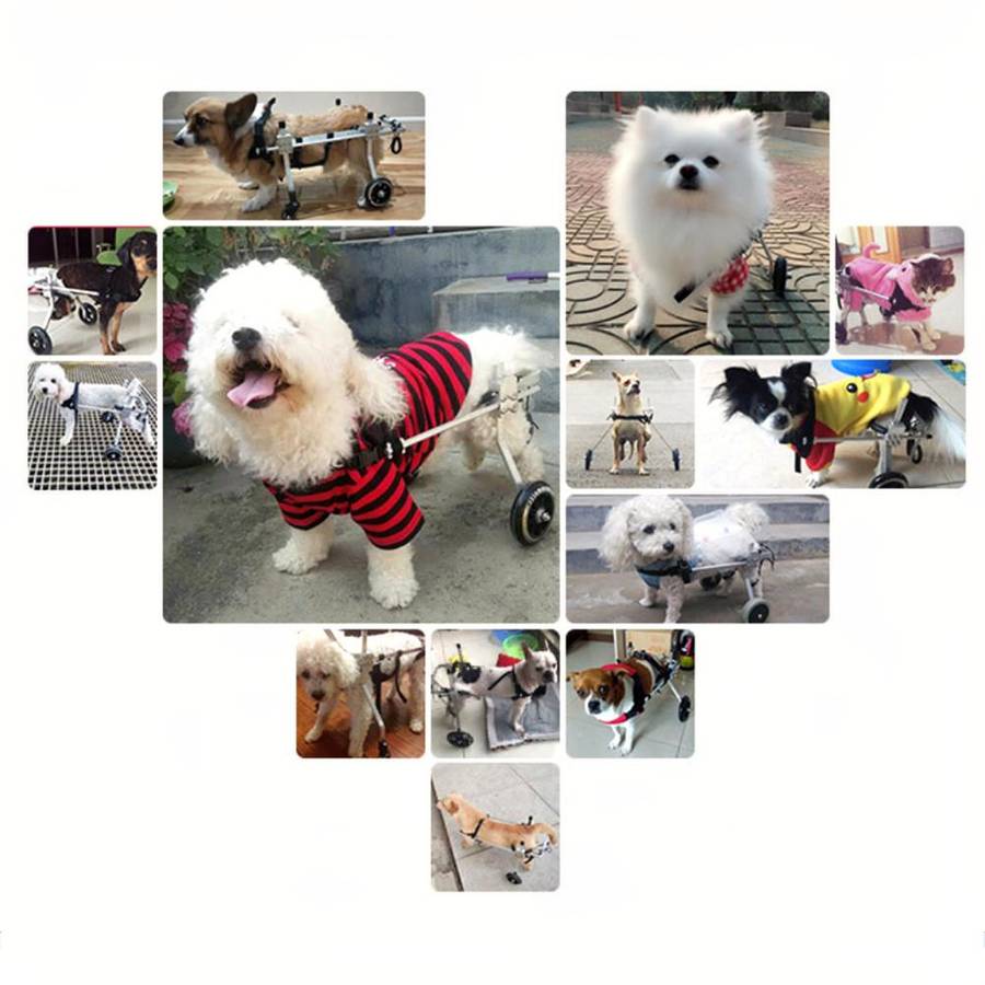 Fauteuil roulant léger pour chiens Fauteuil roulant léger pour chiens Chariot pour chien Transport chien Ventes privées taille: XS élargi|XS|M