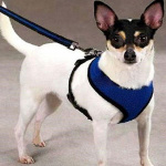 Harnais avec laisse flexible pour chien Accessoire chien Harnais chien couleur: Bleu|Bleu ciel|Jaune|Noir|Rose|Rouge|Vert|Violet