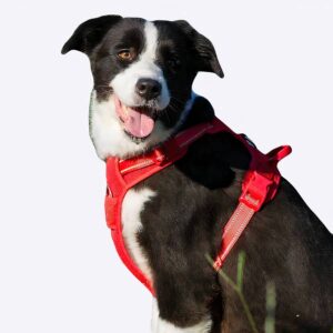 Harnais avec une fixation de la laisse pour chien Accessoire chien Harnais chien couleur: Noir|Orange|Rouge