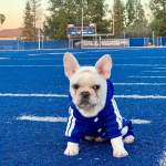 Jogging Adidog pour chien Manteau pour chien Ventes privées Vêtement chien couleur: Bleu|Bleu ciel|Gris|Jaune|Noir|Rose|Rouge