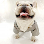 Veste d’été à capuche pour chiens Manteau pour chien Vêtement chien couleur: Gris