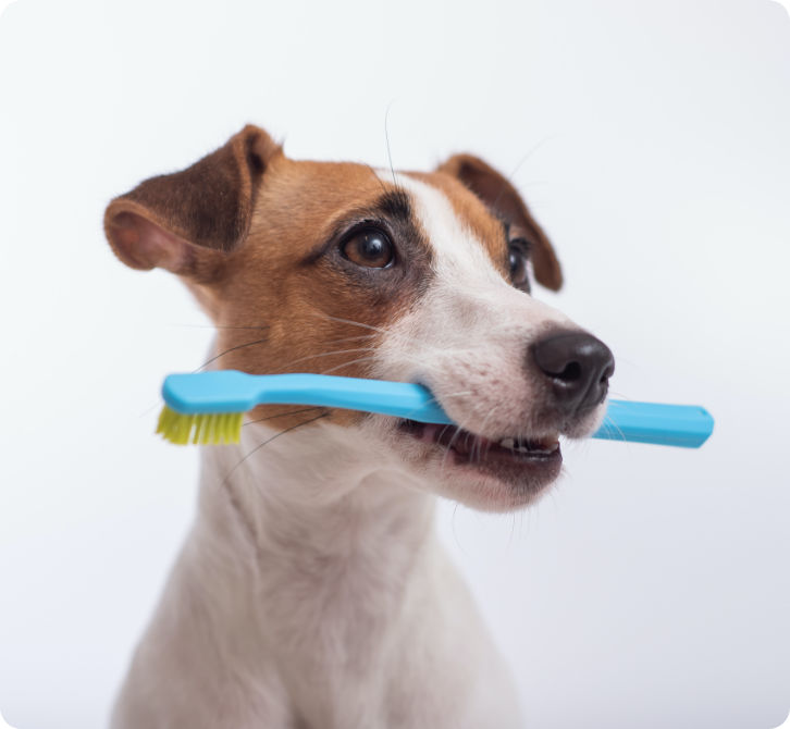 Qui sommes-nous ? accessoires