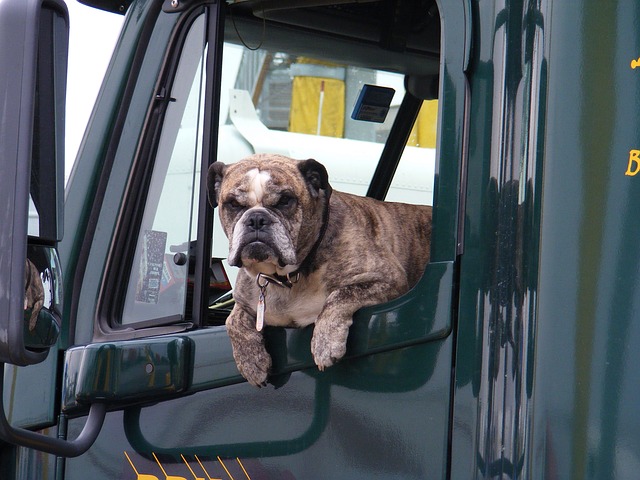 Ceinture de sécurité voiture pour Chien (Livraison Gratuite) – ABC