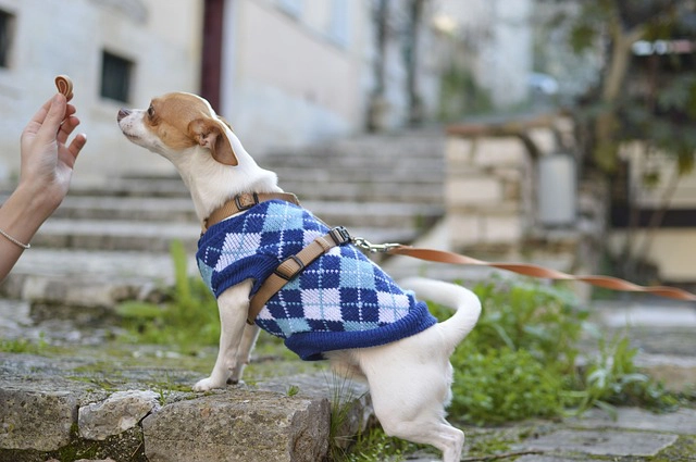 Manteau hivernal pour chien en jean vetement2