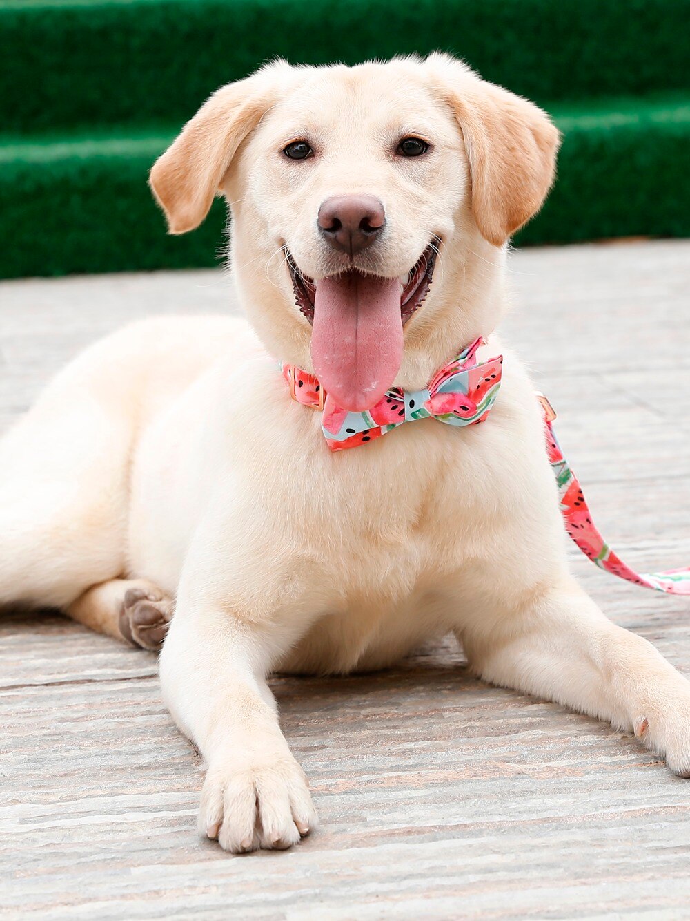 Collier à motif de pastèque pour chien Accessoire chien Collier chien couleur: Rose
