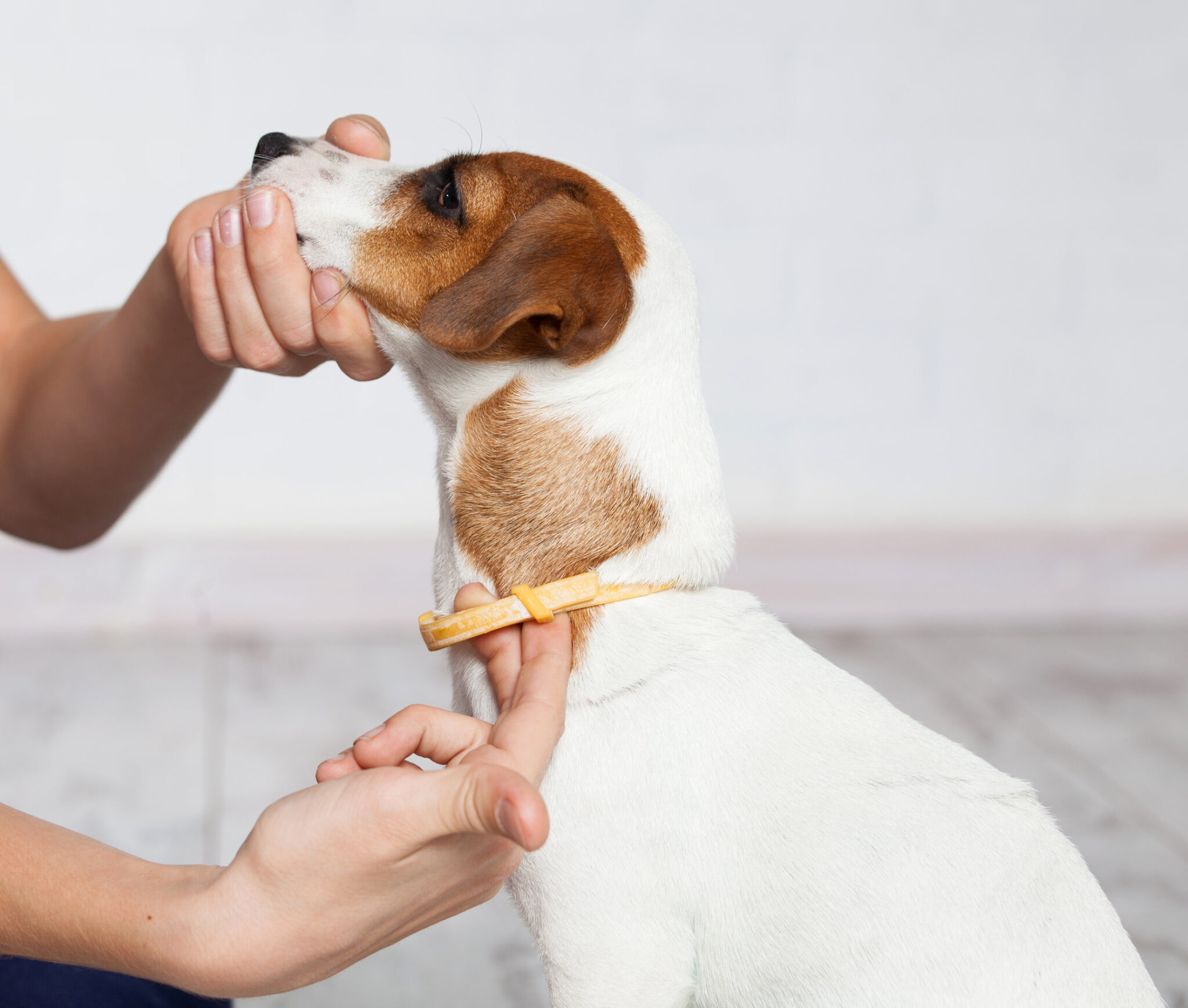 un humain tient le museau d'un chien blanc et marron avec un collier pour chien jaune.