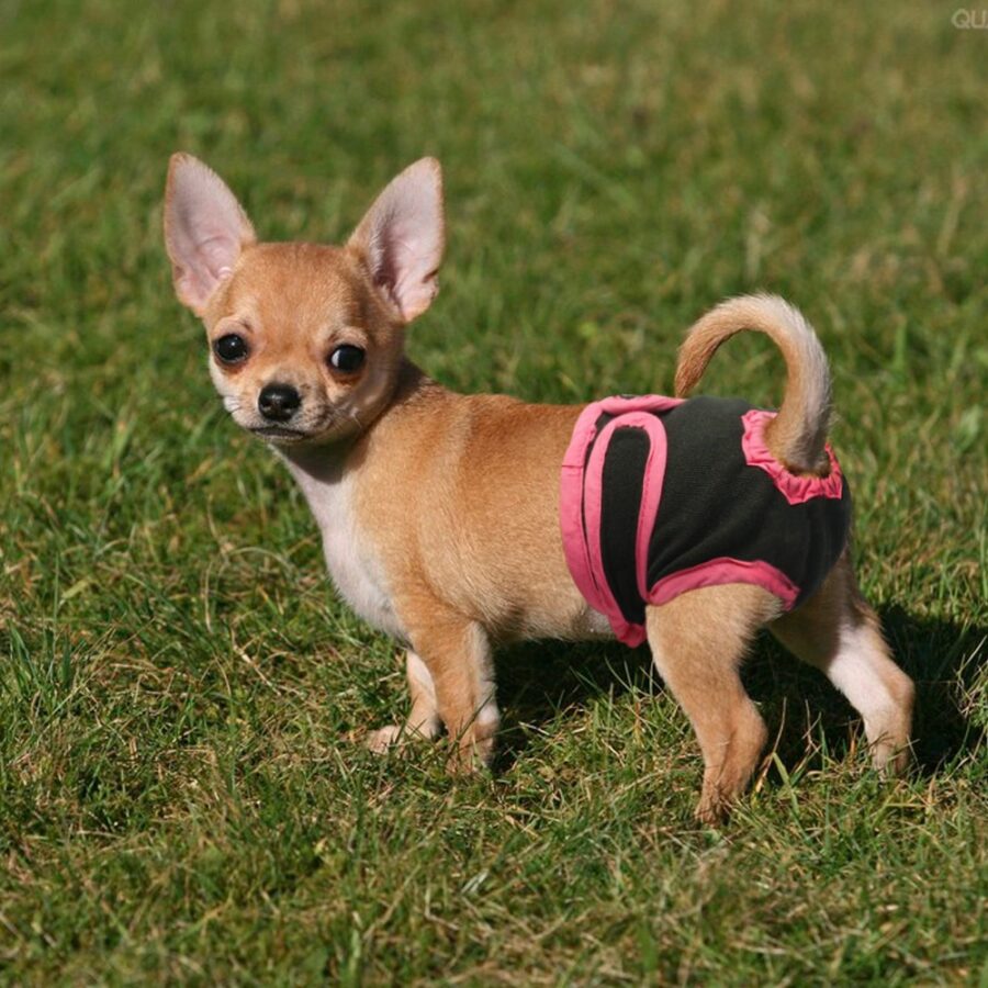 Culottes pour chien,sous-vêtements, couches pour animaux domestiques Accessoire chien Vêtement chien couleur: Noir|Violet