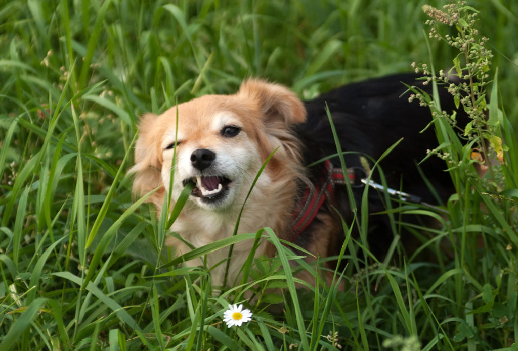 Un petit chien beige et noir avec un harnais  rouge qui mange de l'herbe