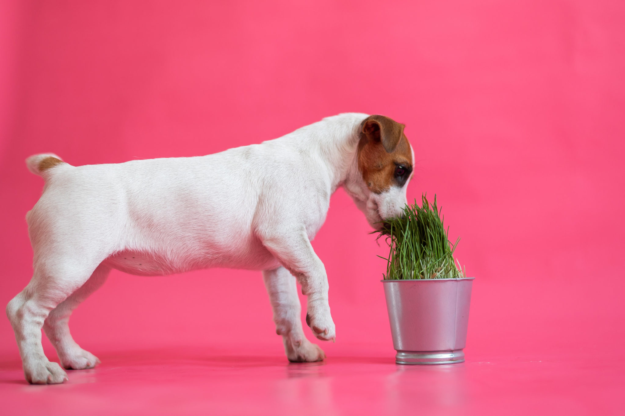 Un chien blanc et brun sur fond rose. Il renifle un pot d'herbe