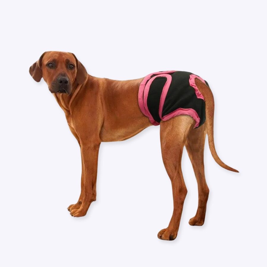 Culottes pour chien,sous-vêtements, couches pour animaux domestiques Accessoire chien Vêtement chien