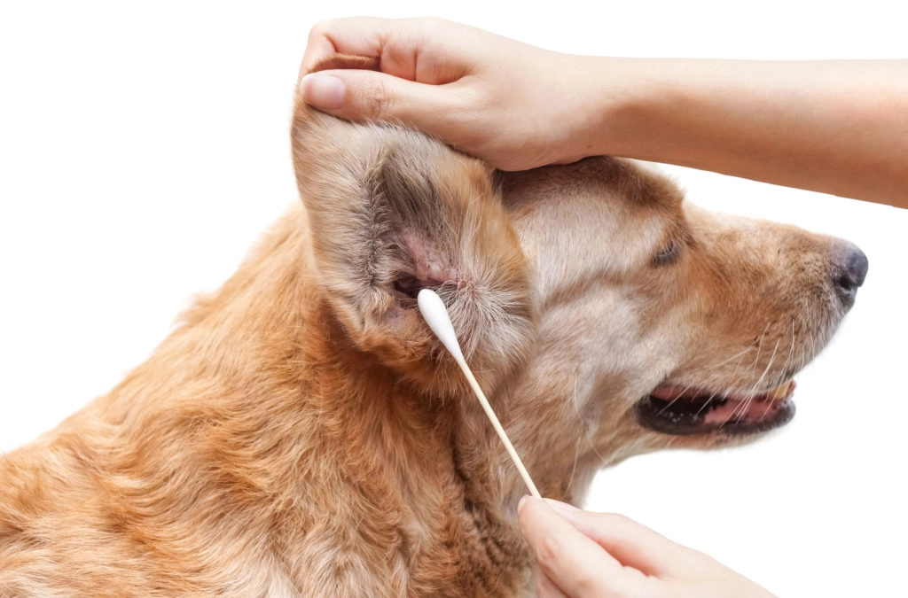 Un chien beige qui se fait nettoyer les oreilles à l'aide d'un coton tige blanc