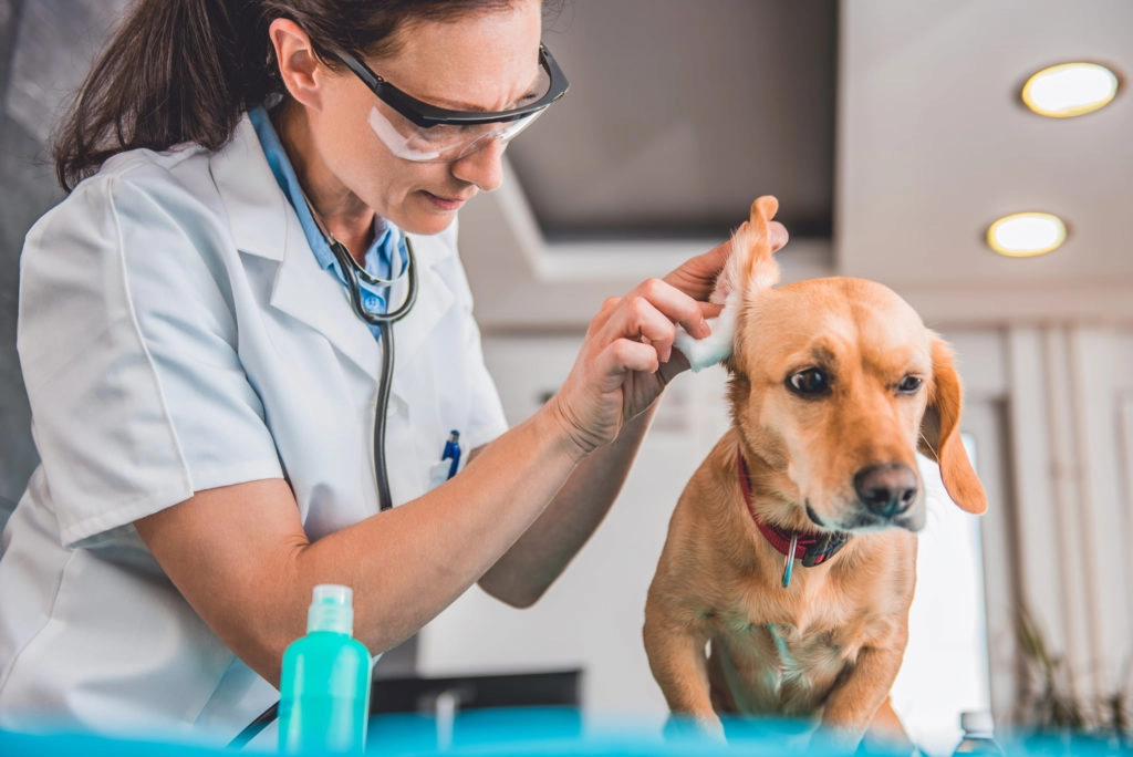 Une vétérinaire en blouse blanche ausculte les oreilles d'un chien adulte marron avec de la gaze