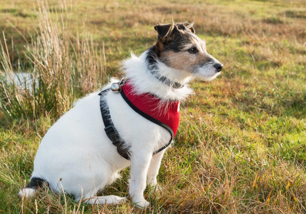 Un petit chien blanc avec le museau gris au milieu d'une prairie d'herbe verte, il porte un harnais pour chien rouge. 