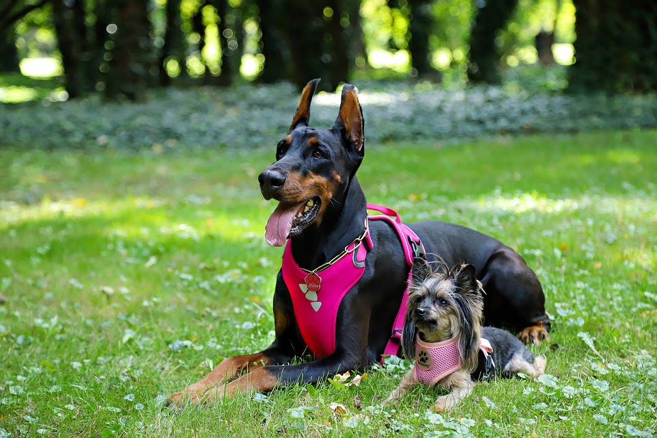 Un Doberman et un petit chien couché dans l'herbe cote à cote. Le doberman est grand avec un harnais pour chien rose foncé, le petit chien est gris et noir avec un harnais rose clair.