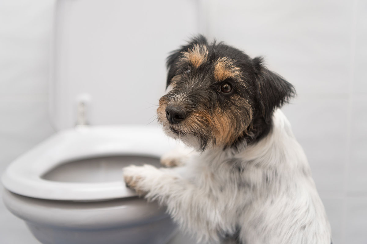 Diarrhée du chien : Que faire