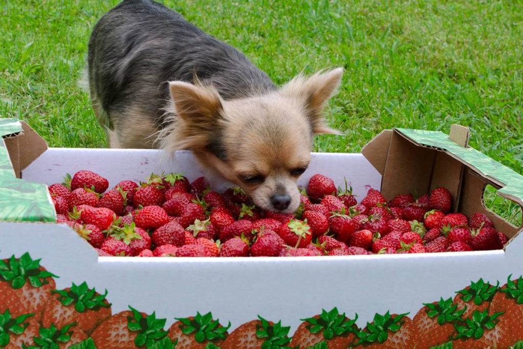 Que peut-on donner à un chien pour traiter la diarrhée à la maison