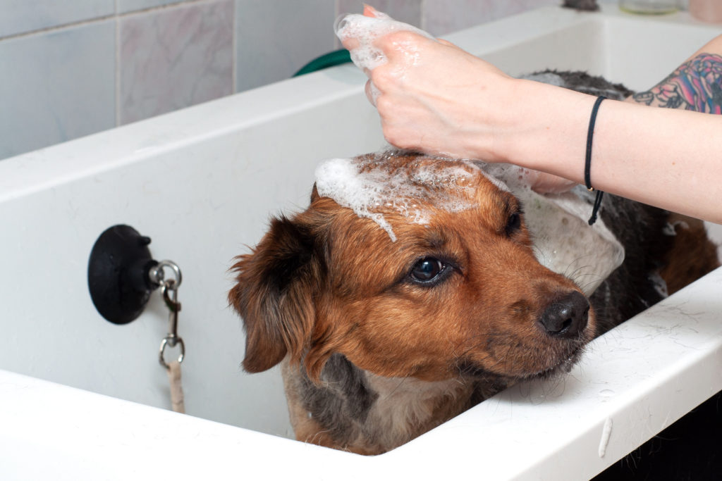 Un chien aux poils marrons prenant une douche avec de l'eau et du savon dans la salle de bain. gros chien avec de la mousse sur la tête en gros plan aime dans le bain