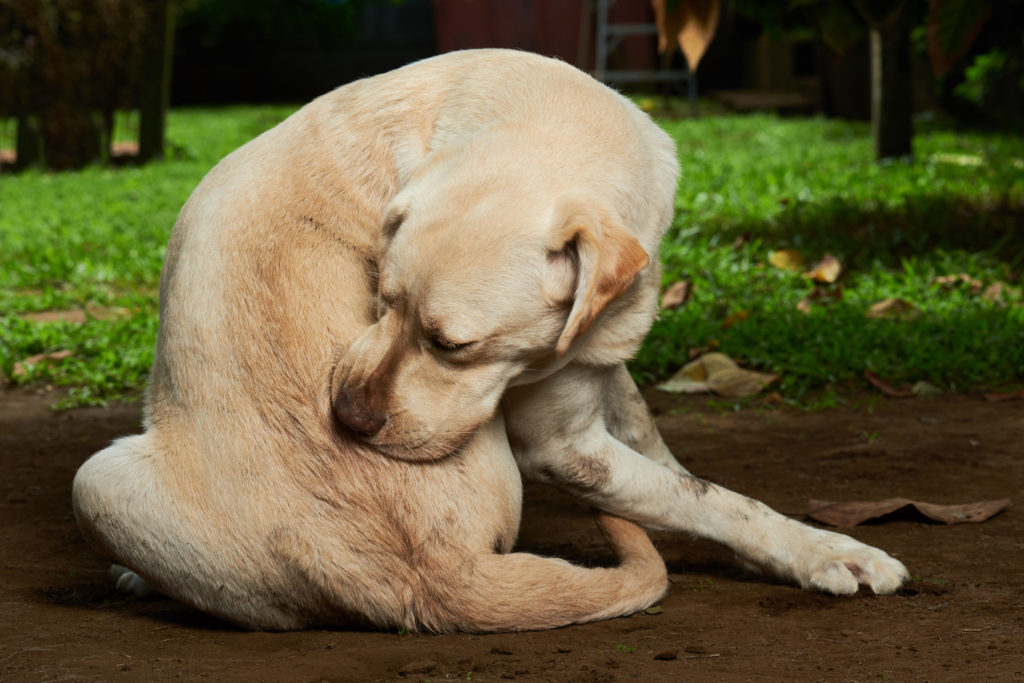 Un labrador beige adulte qui se mord la peau à cause des puces dans un grand jardin d'herbe verte.