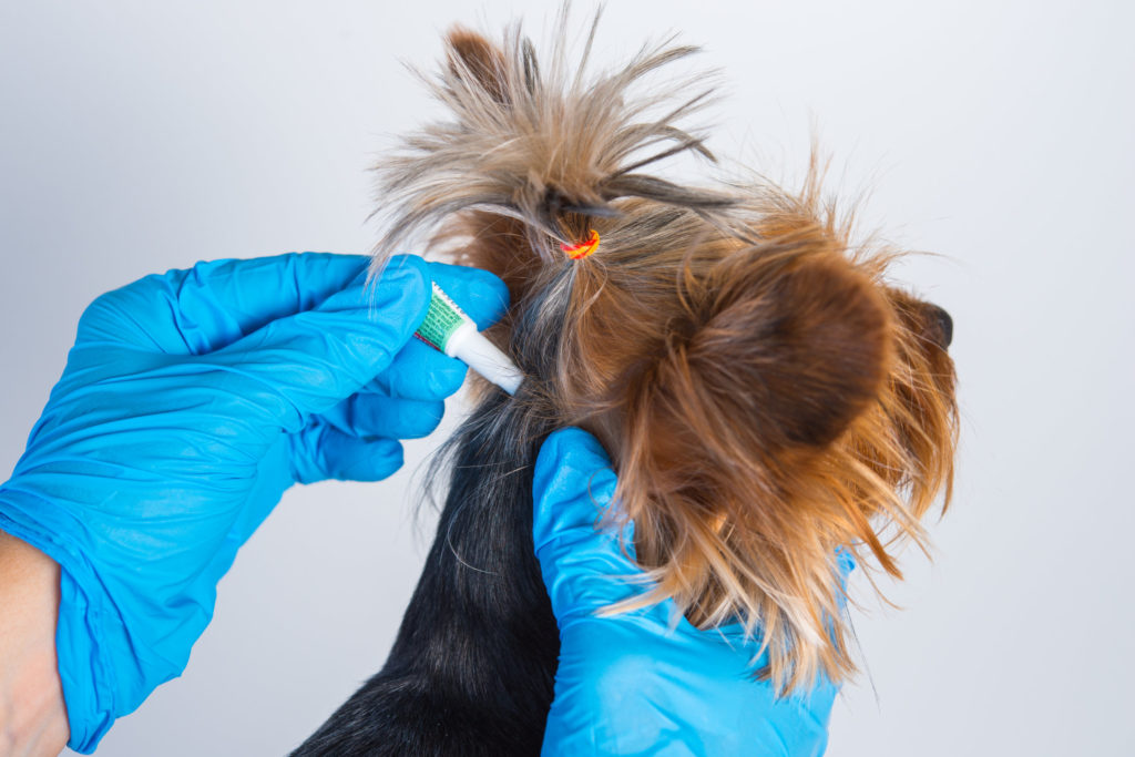 Deux mains avec des gants bleus administre la pipette anti puces à un petit chien à poil long marron sur fond blanc.