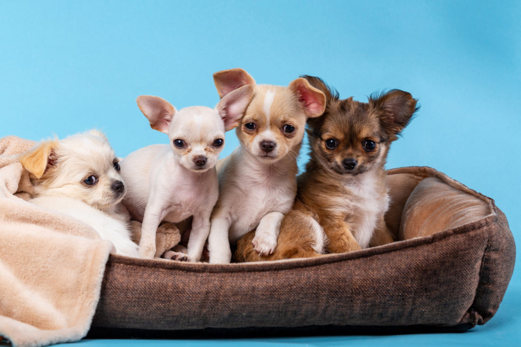 4 petits chihuahua blancs et marrons dans un panier pour chien marrons en tissus sur fond bleu