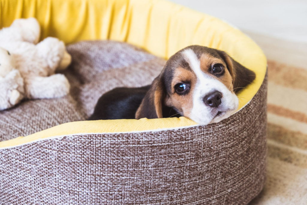 Un petit Beagle de couleur noir et blanc couché dans son panier à chien gris et jaune en tissus avec une peluche grise