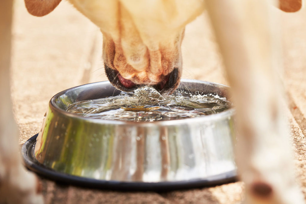 Un labrador beige se rafraîchit en buvant de l'eau dans une gamelle pour chien en inox