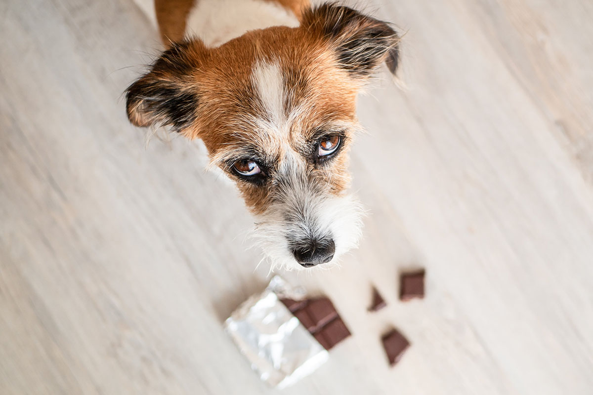 Un petit chien terrier brun et blanc avec du chocolat sur le sol de parquet gris.