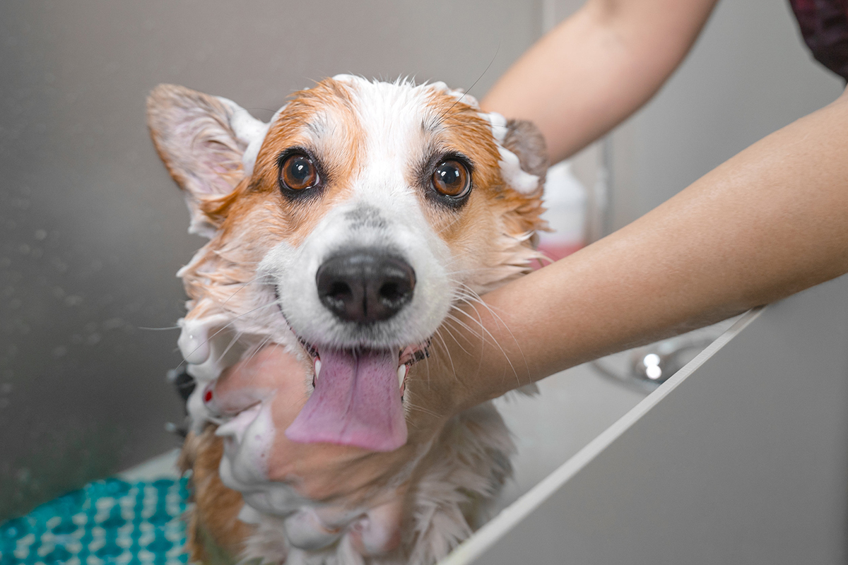 Comment bien laver son chien