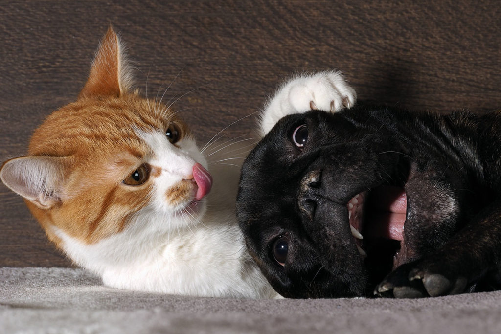 Un chat roux et blanc couché qui met sa patte sur la tête d'un chien noir de type bulldog sur fond marron