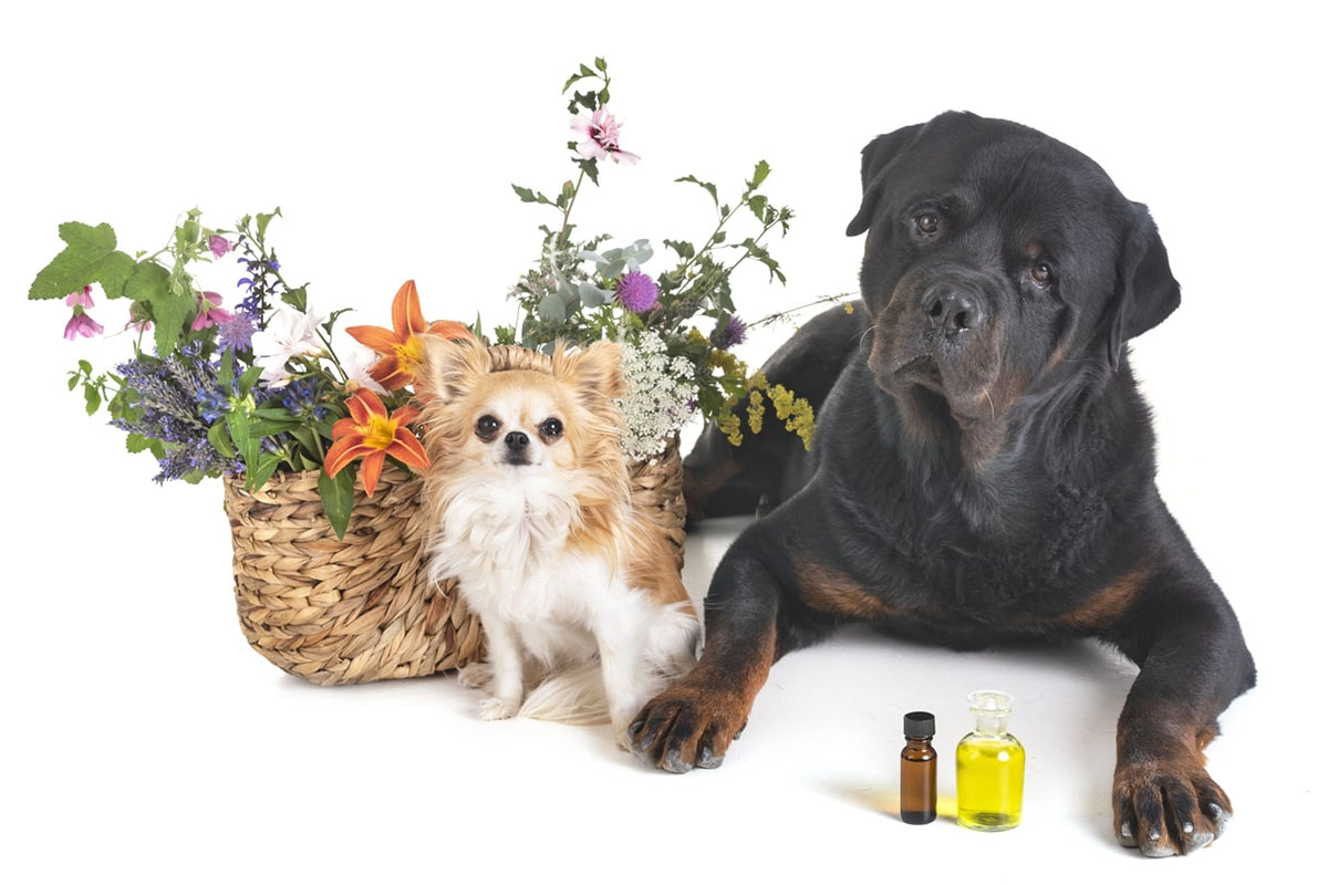 Fleur de Bach chez le chien : Pourquoi et comment l’utiliser