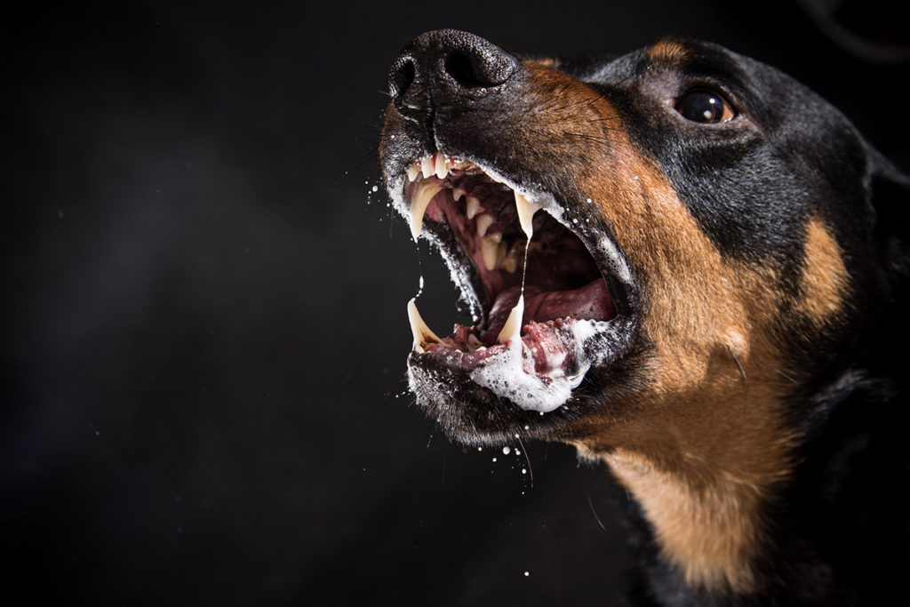 Un chien noir et marron de race Rottweiler qui aboie en bavant. sur fond noir