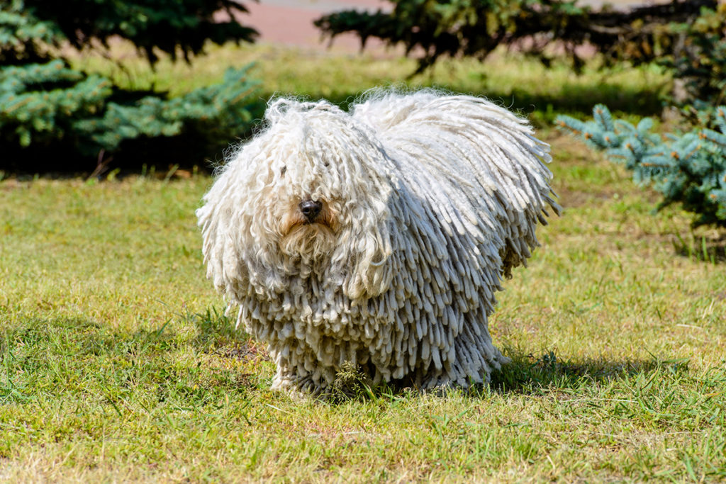 Komondor