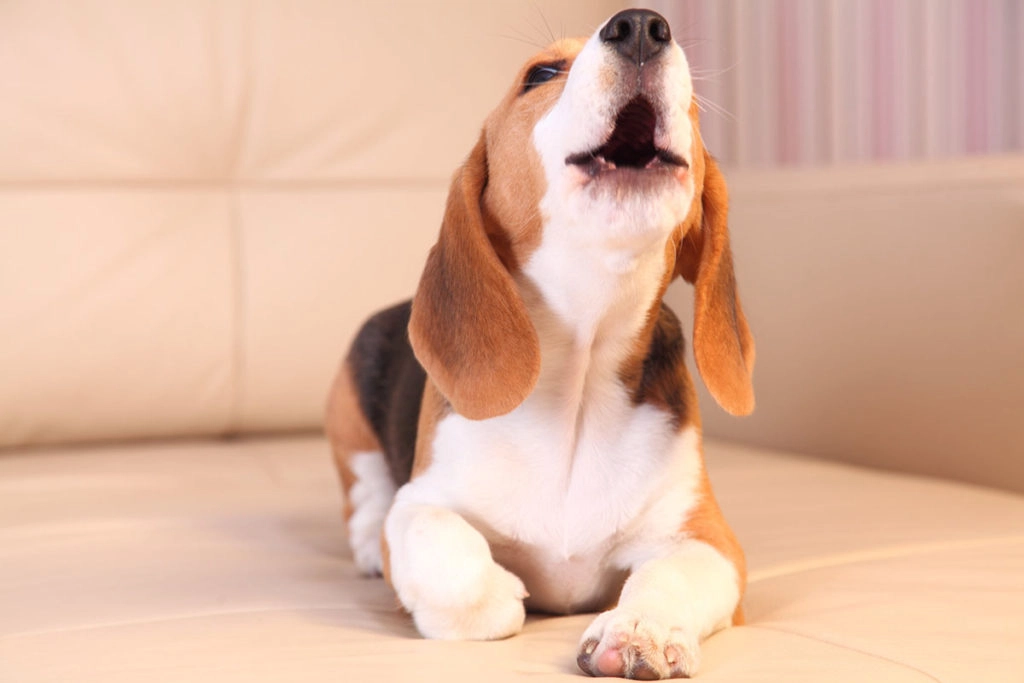 Une chienne de race Beagle marron, noir et blanche qui est couché dans un canapé beige et qui aboie