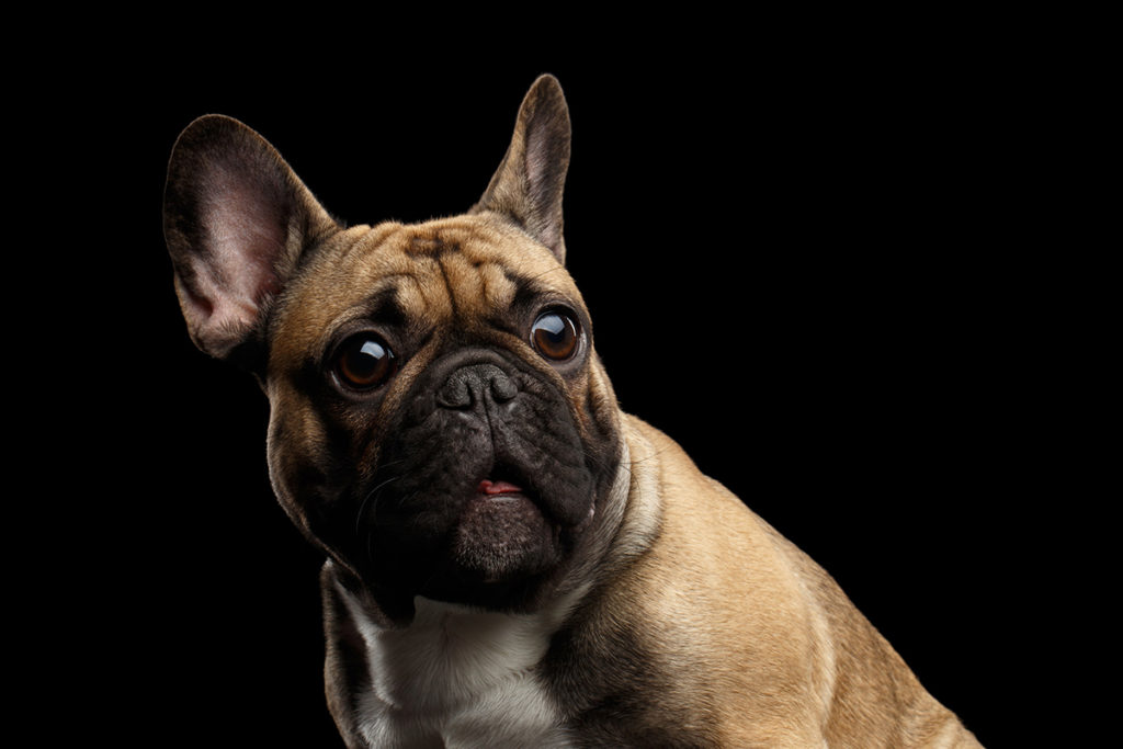 Un bouledogue francais marron et noir sur fond transparent. le chien a des grands yeux ronds et fait une tête anxieuse