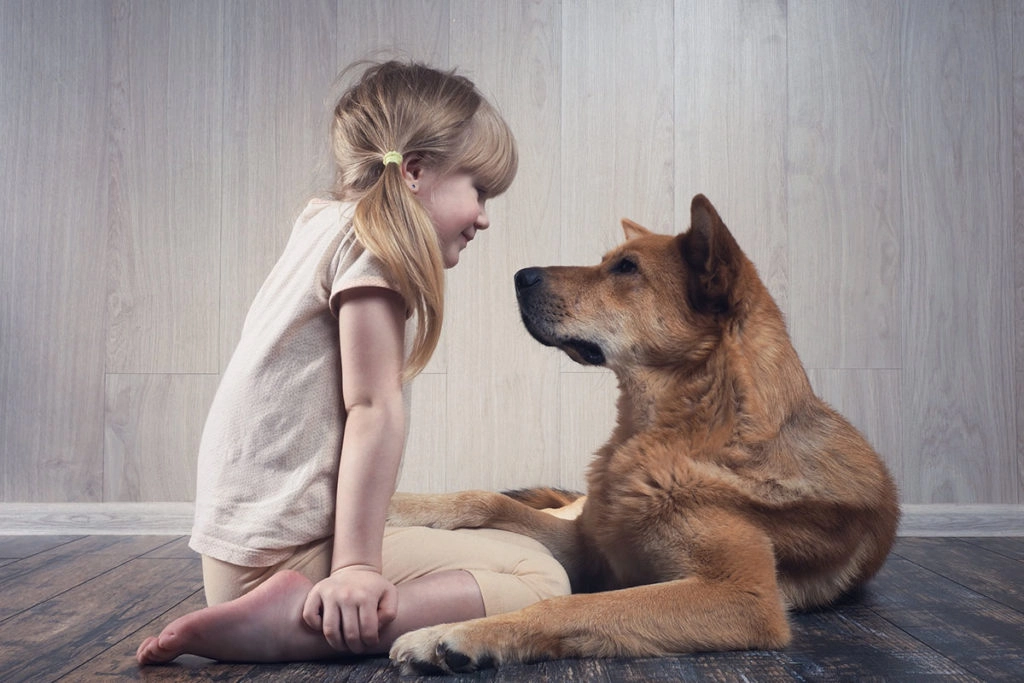 Un chien de race Shiba Inu qui est couché devant sa maitresse, une jeune fille aux cheveux blonds. Ils sont assis sur le parquet dans une chambre d'enfant