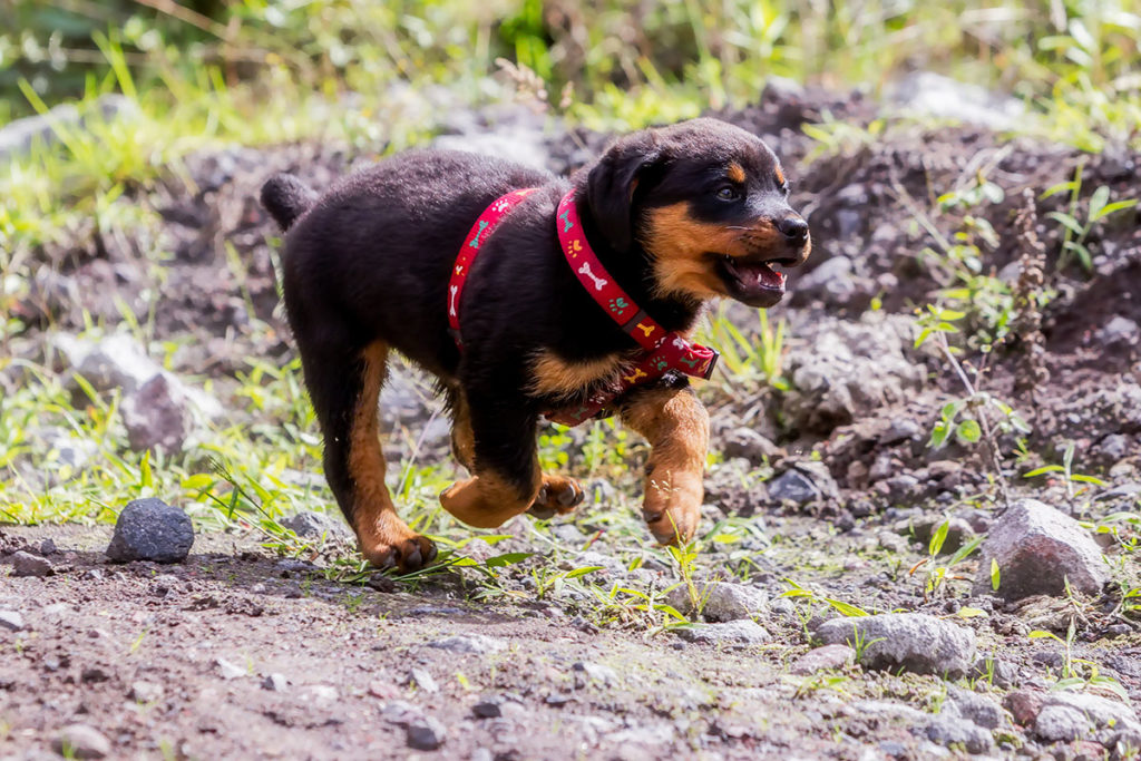 Un petit chiot Rottweiler noir et marron qui porte un collier pour chien rouge avec des os dessinés dessus. 