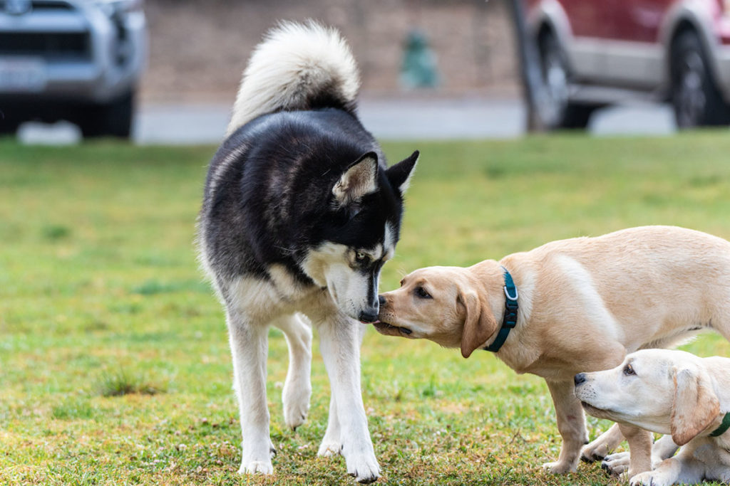 Un Husky Sibérien fait la découverte de deux labradors dans un parc d'herbe verte