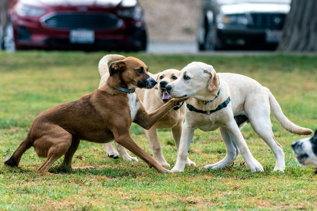 3 chiens se découvrent et se reniflent dans un parc il y a un chien marron et deux chiens beiges. Ils sont sur un parc d'herbe verte