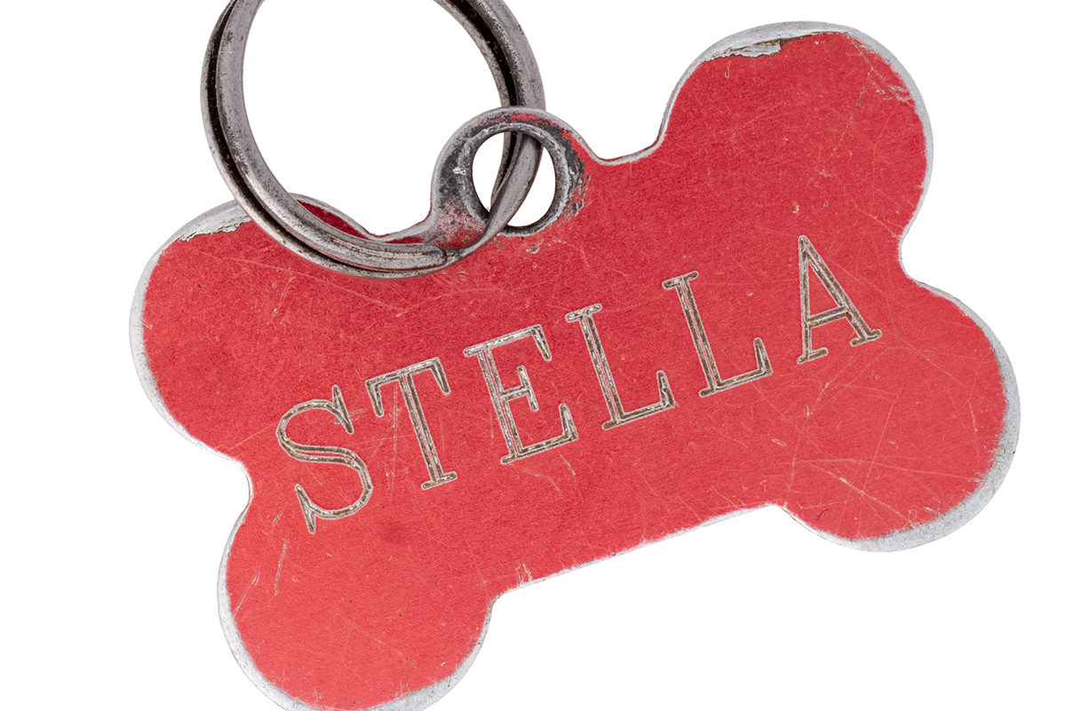 Un medaillon pour collier chien de la forme d'un os. Le médaillon est rose et porte le nom du chien "Stella" dessus.