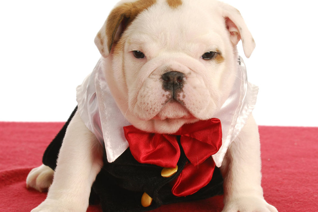 Un mignon bulldog anglais qui porte une tenue rouge et noir avec nœuds papillon. Sur une moquette rose.