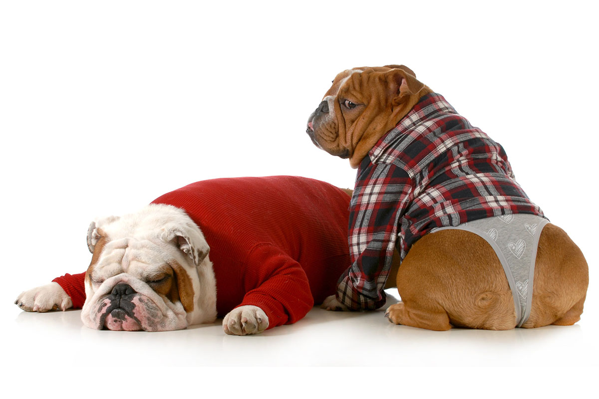 Deux gros chiens bulldog. 1 marron et 1 blanc. Les deux chiens portent une chemise à carreaux pour chien ainsi qu'un pull pour chien. Le Bulldog porte des vêtements pour chien