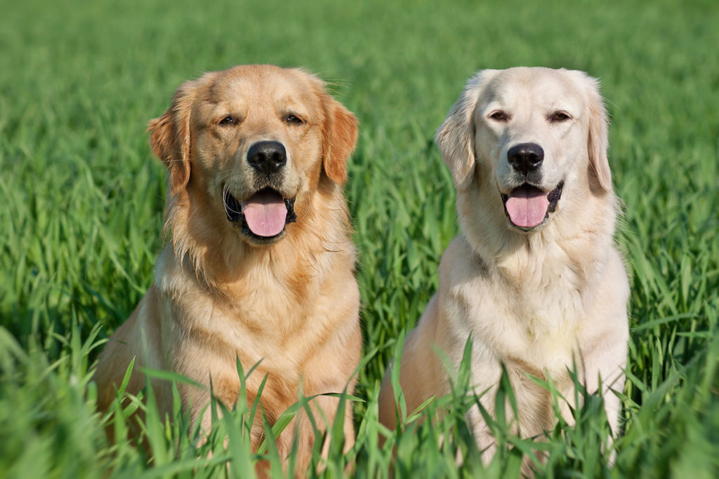 Un couple de 2 Golden retriever un brun et un blanc dans les hautes herbes vertes en pleine nature