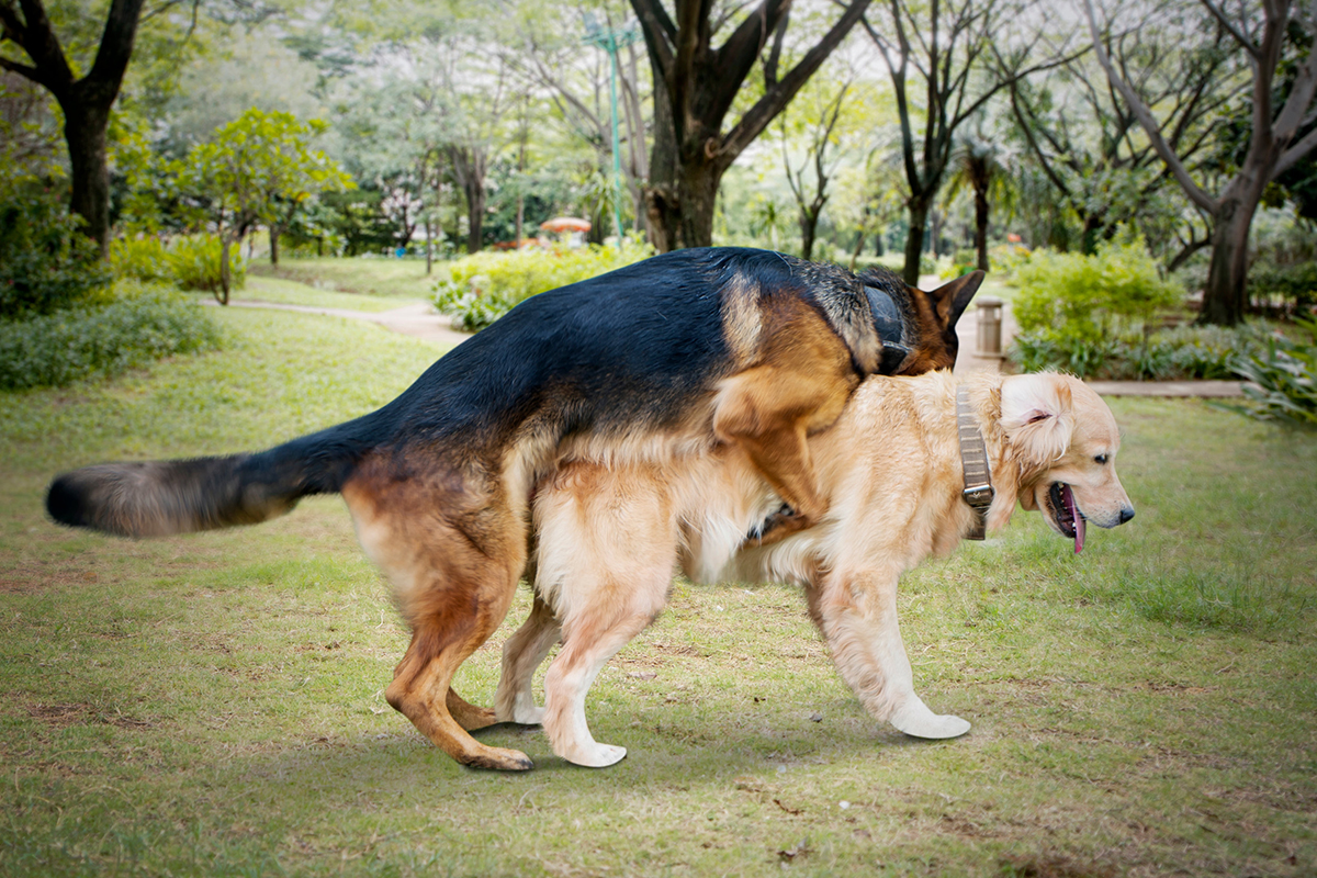 Un grand berger allemand noir et brun qui s'accouple avec un labrador beige à poils courts. Ils sont dans un parc en extérieur.