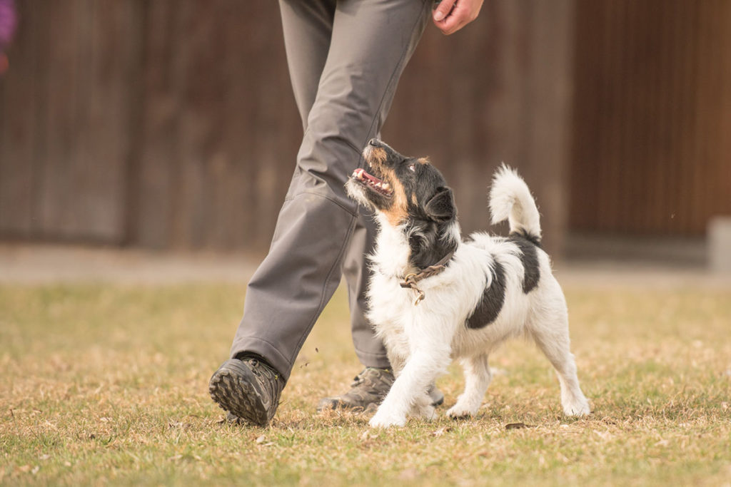 Une chienne jack russell blanche et noir qui marche dans l'herbe verte courte à coté de son maître