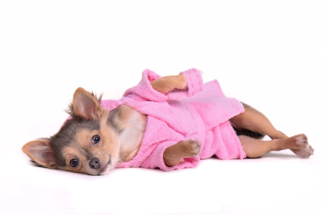 Une chienne en chaleur de couleur marron et chocolat et de race Chihuahua. Elle est couchée sur son flanc et elle porte un peignoir pour chien rose