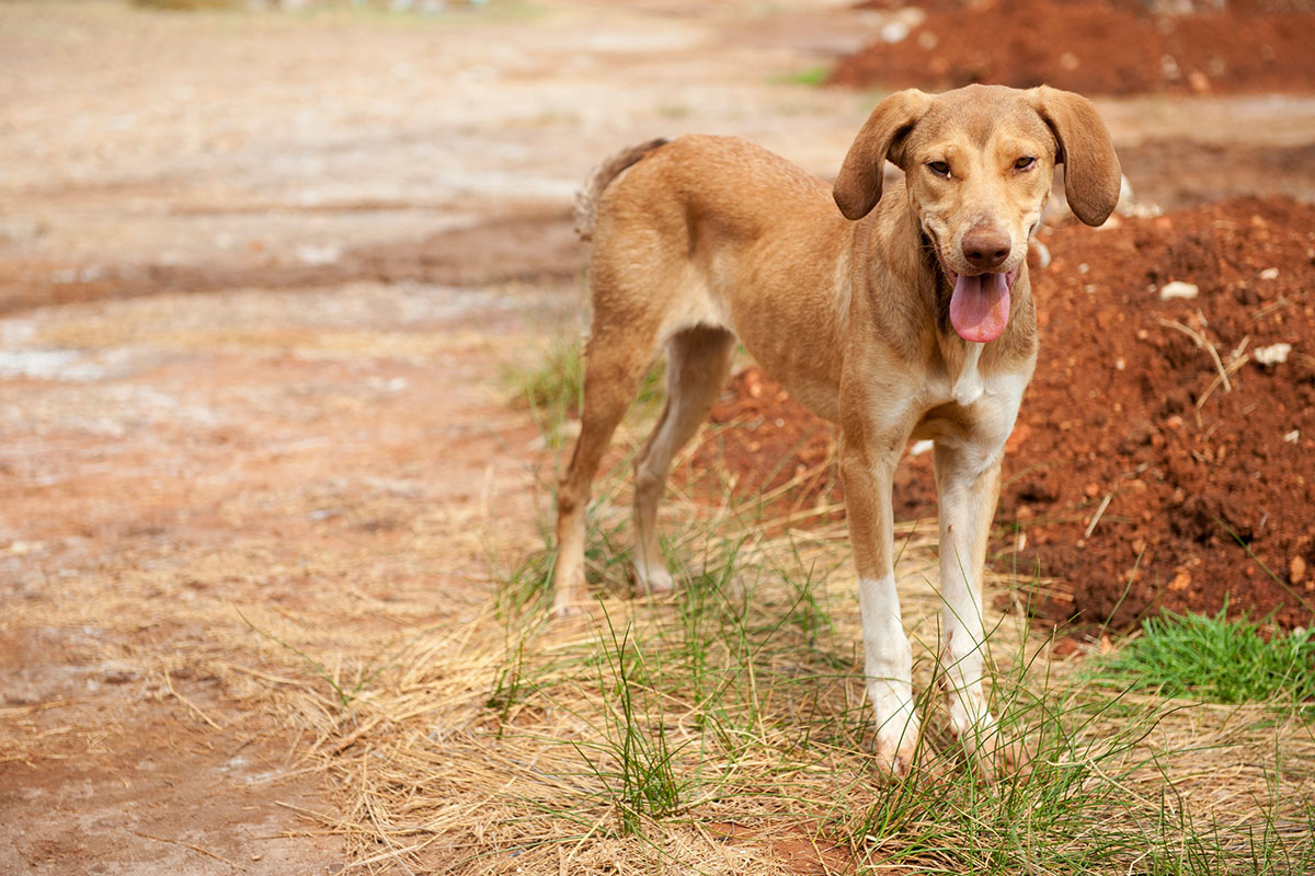 Complément alimentaire pour chien maigre